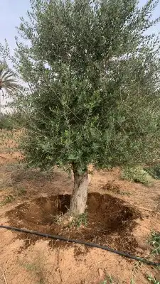 شجر زيتون نخل 13
