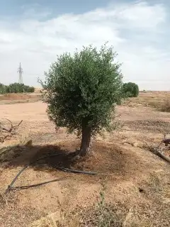 شجر زيتون نخل 8