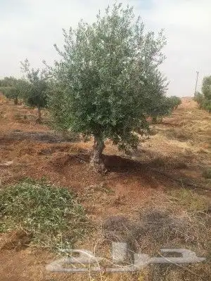 شجر زيتون نخل 2