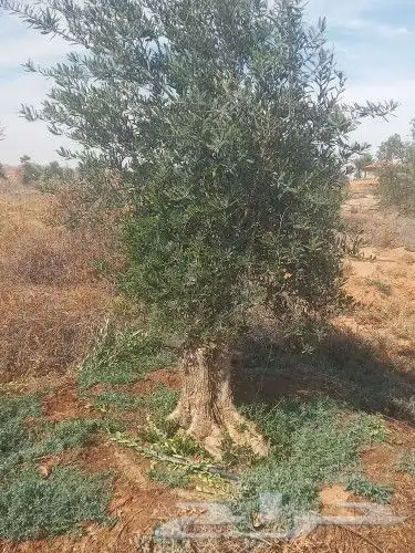 شجر زيتون نخل 22