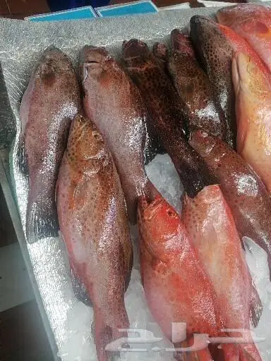 سمك طازج بلدي يتوفر يوميا 0
