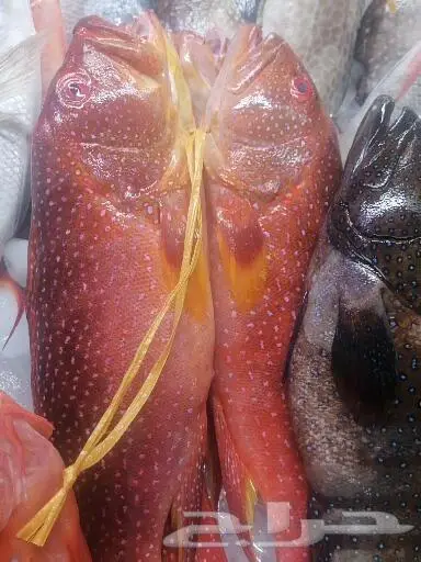 سمك طازج بلدي يتوفر يوميا 10