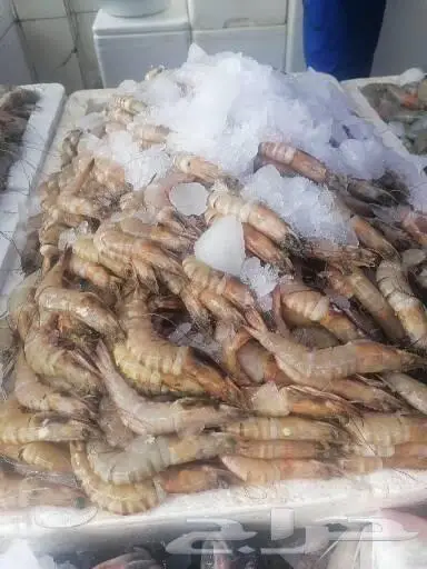 سمك طازج بلدي يتوفر يوميا 12
