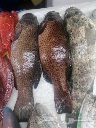 سمك طازج بلدي يتوفر يوميا 14