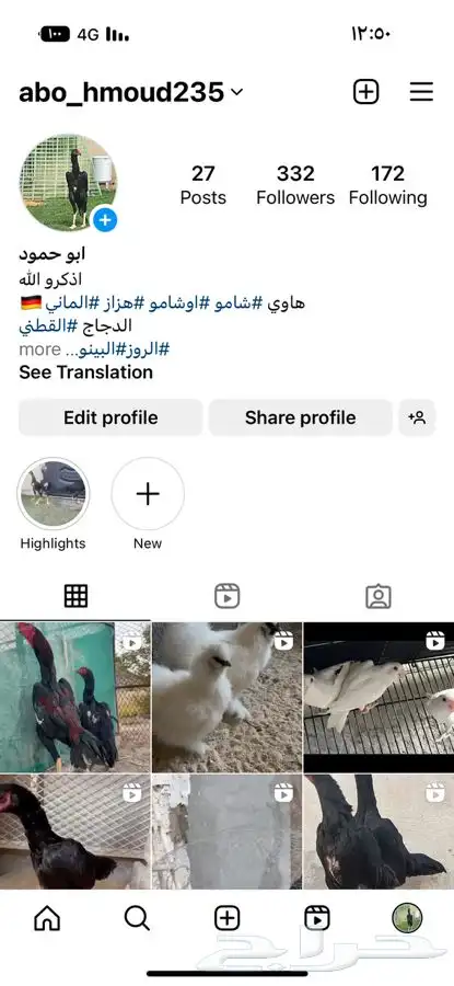 شامو هزاز والدجاج الزينه 0