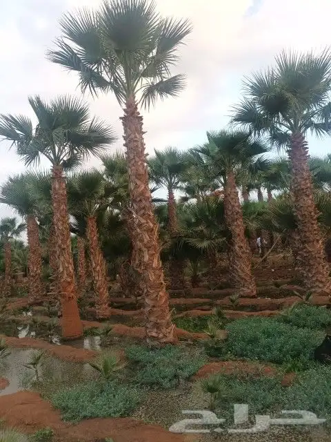 شجر زيتون نخل 19