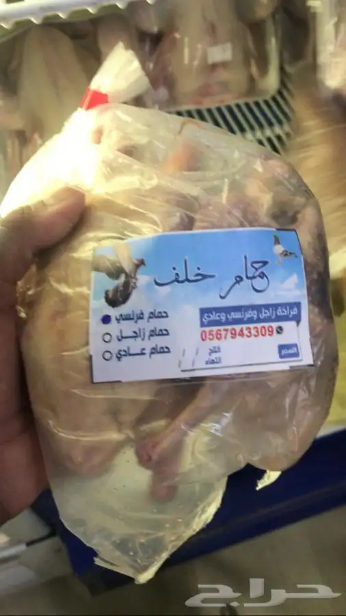 فراخة حمام بلدي وزاجل وفرنسي 2