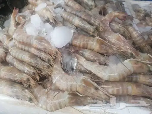سمك طازج بلدي يتوفر يوميا 8
