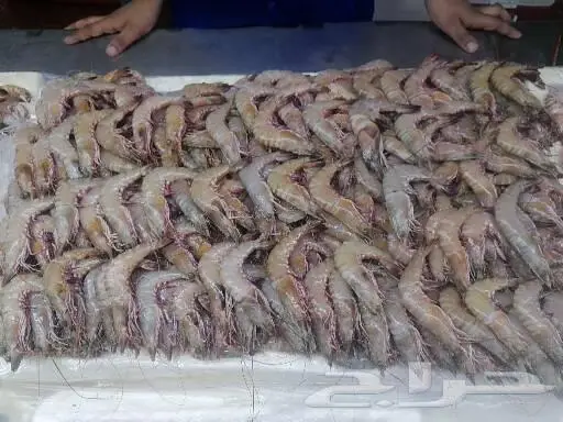 سمك طازج بلدي يتوفر يوميا 11