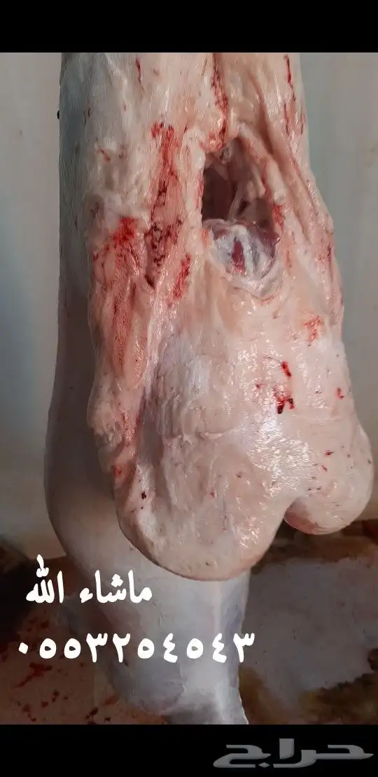 ذبايح ذبائح 2