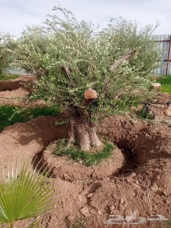 شجر زيتون نخل 3