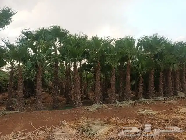 شجر زيتون نخل 21