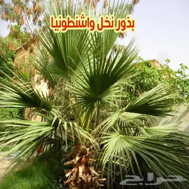 بذور نخل واشنطونيا للبيع 0
