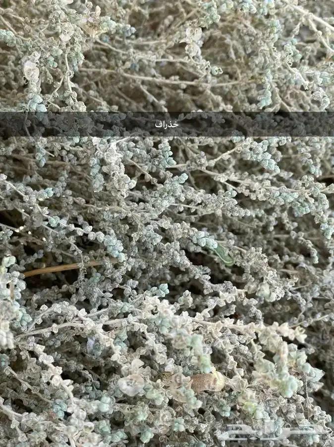 بذور نبات الخذراف الرعوي. وبذور جثجاث 0
