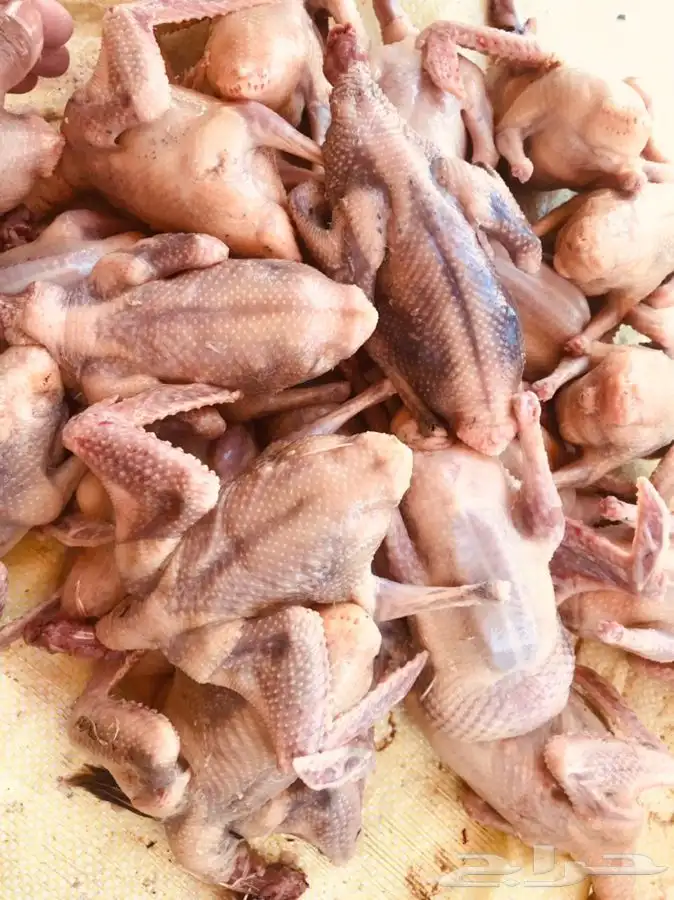 فراخة حمام بلدي وزاجل وفرنسي 0