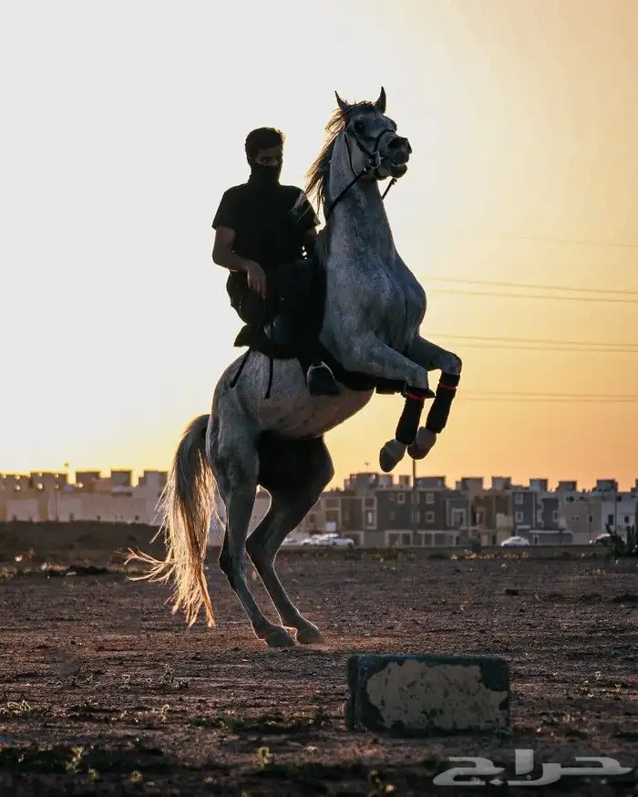 مصور احترافي تصوير المنتجات والمعالجة للصور وتنسيقها 14