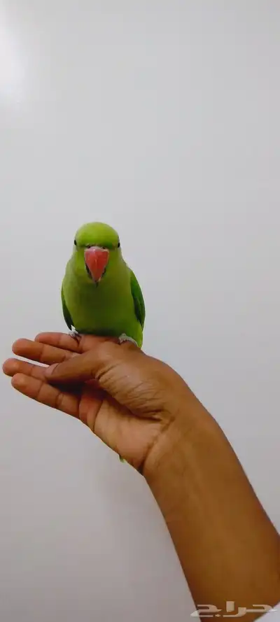 دره مفقود بالمدينه المنوره ابو مرخه عند سكه الحديد 1
