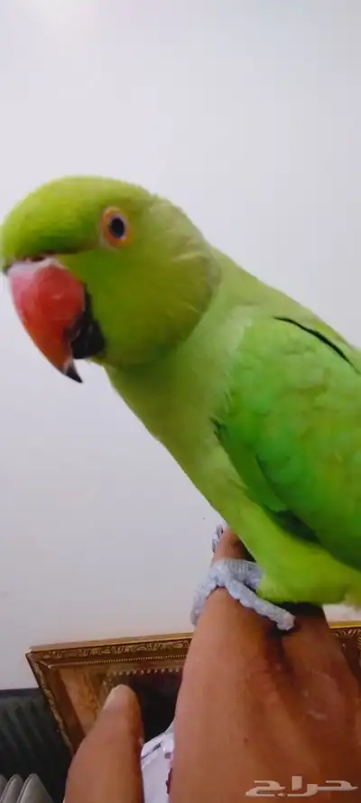 دره مفقود بالمدينه المنوره ابو مرخه عند سكه الحديد 0