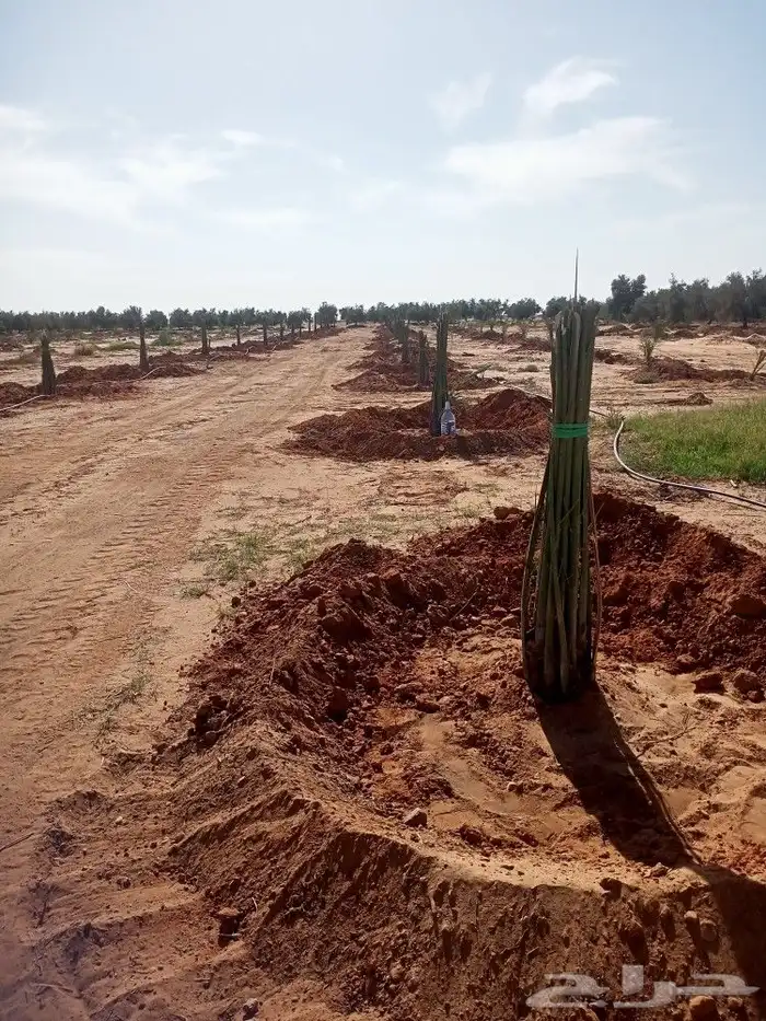 توريد وزراعة جميع انواع أنخيل والحمضيات والزيتون 1