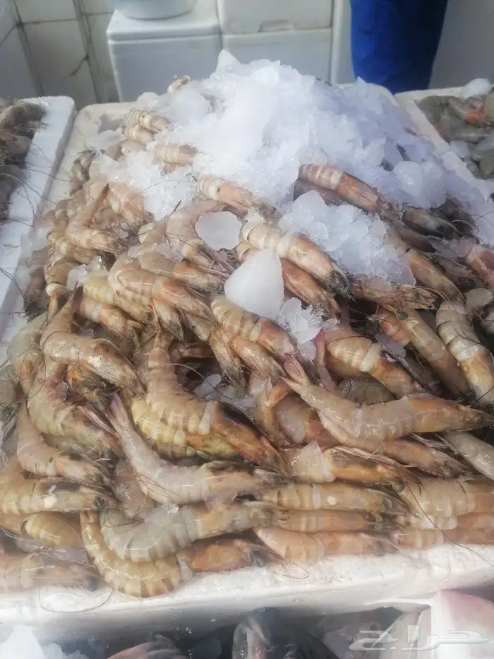 سمك طازج بلدي يتوفر يوميا 21