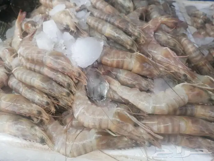 سمك طازج بلدي يتوفر يوميا 20