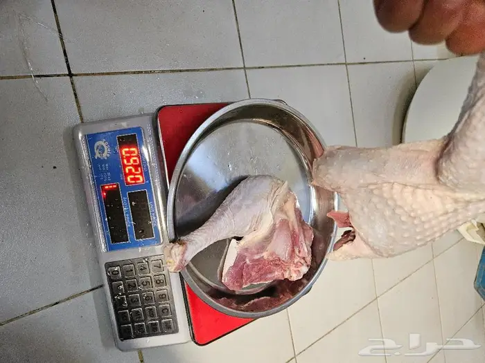 ديك رومي ذبح من 5 الى 7 كيلو 5