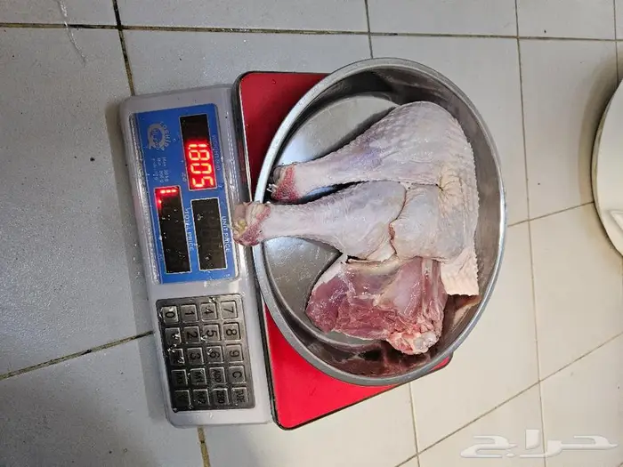 ديك رومي ذبح من 5 الى 7 كيلو 0