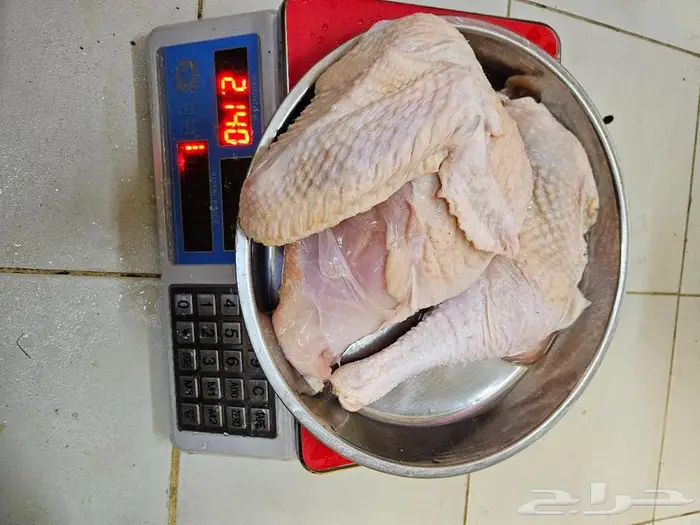 ديك رومي ذبح من 5 الى 7 كيلو 1