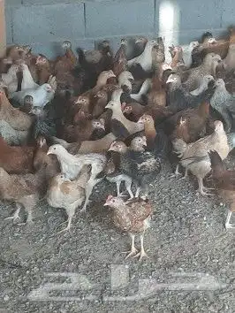 صوص دجاج عربي للبيع 3