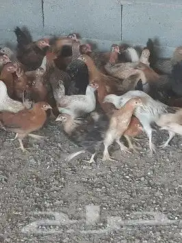 صوص دجاج عربي للبيع 2