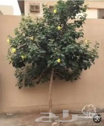مشتل نسائم الربيع 46