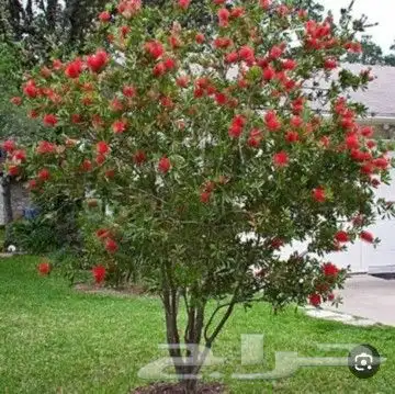 مشتل نسائم الربيع 43