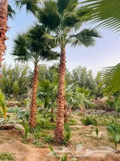 تيل طبيعي 7