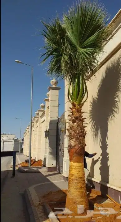 ابوساري لتوريد النخيل وزراعته 6