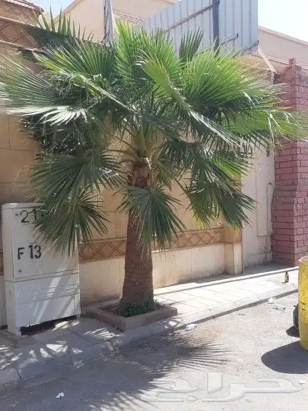 ابوساري لتوريد النخيل وزراعته 3