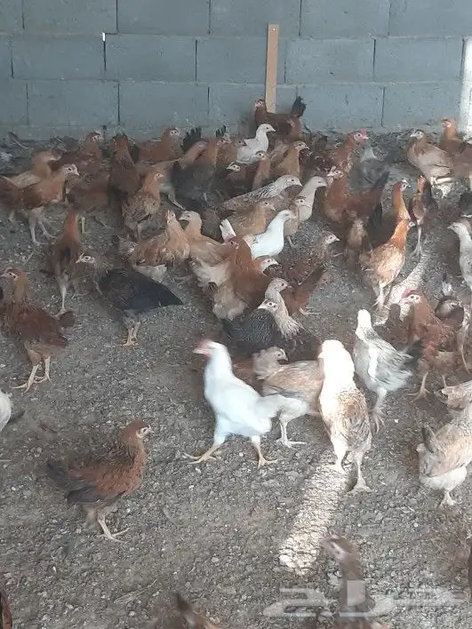 صوص دجاج عربي للبيع 1