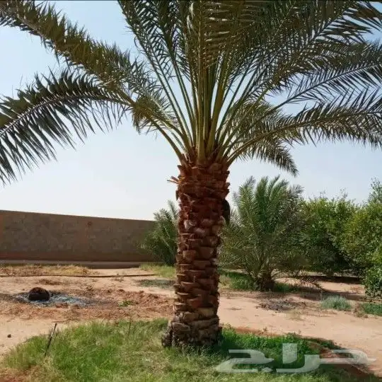 ابوساري لتوريد النخيل وزراعته 2