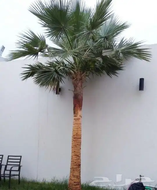 ابوساري لتوريد النخيل وزراعته 5