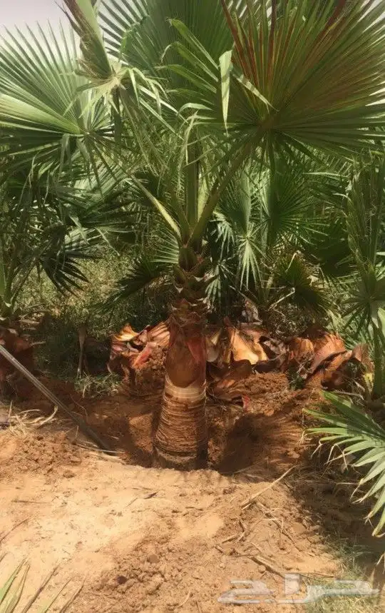 ابوساري لتوريد النخيل وزراعته 4