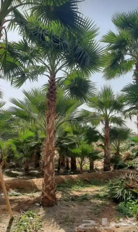 ابوساري لتوريد النخيل وزراعته 0