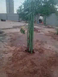 فسائل مجدول وبرحي ممتازة 0