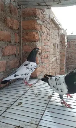 تم البيع 3 ازواج تيدي تم البيع 3