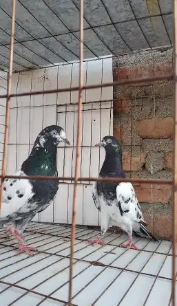 تم البيع 3 ازواج تيدي تم البيع 9