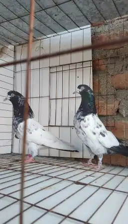 تم البيع 3 ازواج تيدي تم البيع 5