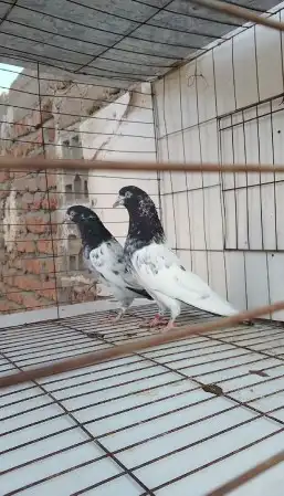 تم البيع 3 ازواج تيدي تم البيع 7