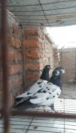 تم البيع 3 ازواج تيدي تم البيع 4