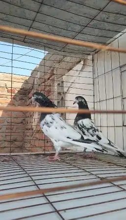 تم البيع 3 ازواج تيدي تم البيع 2