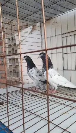 تم البيع 3 ازواج تيدي تم البيع 8