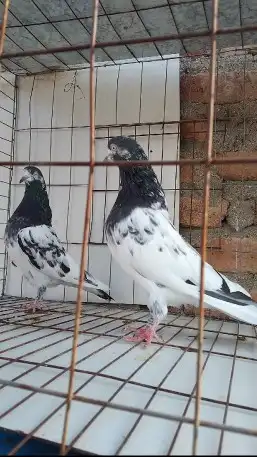 تم البيع 3 ازواج تيدي تم البيع 6