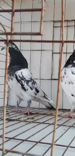 تم البيع 3 ازواج تيدي تم البيع 1